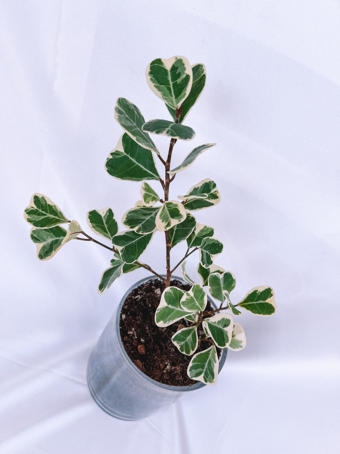 Ficus triangularis f. variegata