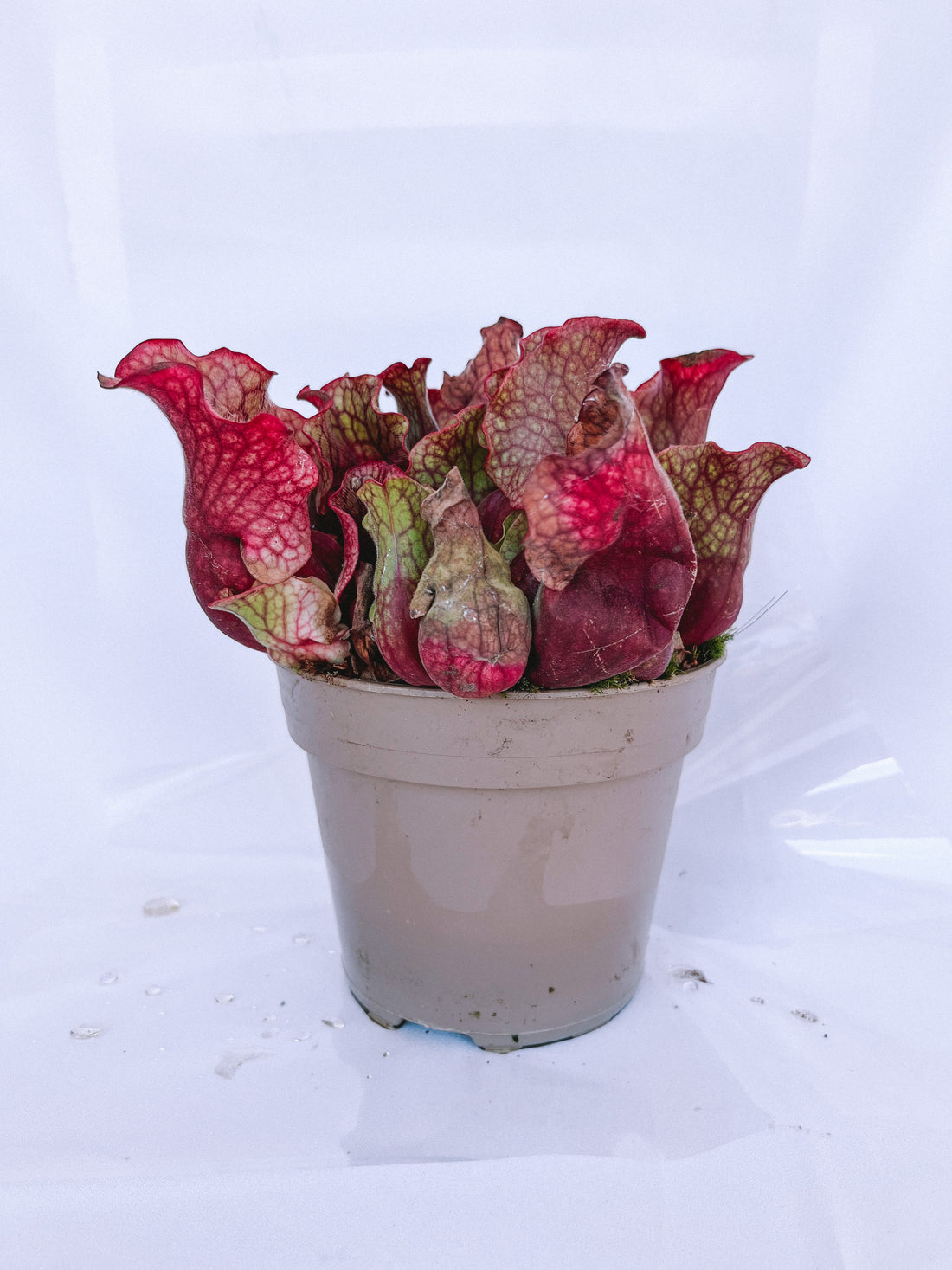 Plante carnivore - Sarracenia rosea