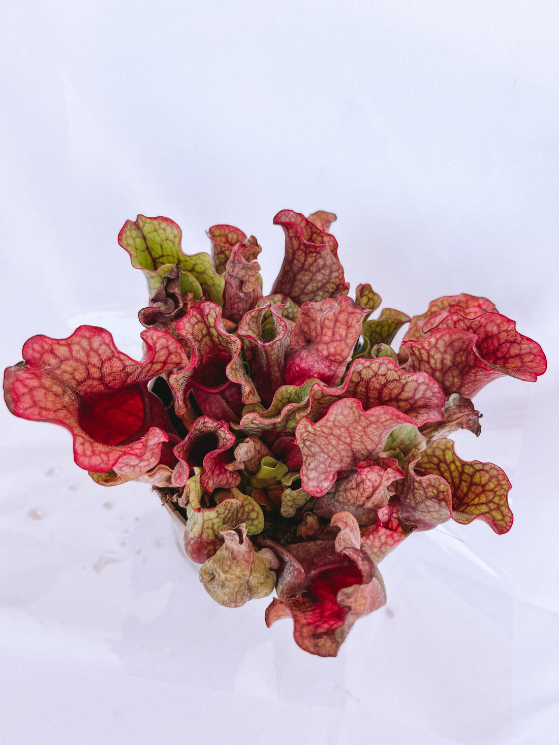 Plante carnivore - Sarracenia rosea